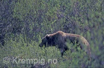 Bjørn i vierkratt II. Alaska