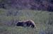 Bjørn i vierkratt. Alaska