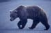 Bjørn på grusveg. Alaska