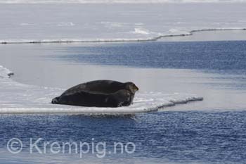 Storkobbe på iskant.Svalbard