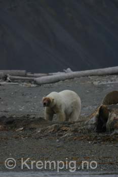 Svalbard sommer 06 m. familien. Fugler og bjørn! 359