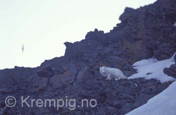 Fjellerv i fuglefjell. Svalbard i april