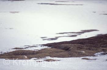 Fjellrevpar på hi i Mai. Indre Troms
