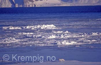 Polarrev langs kysten på Svalbard i april