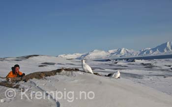 Svalbardryper og fotograf