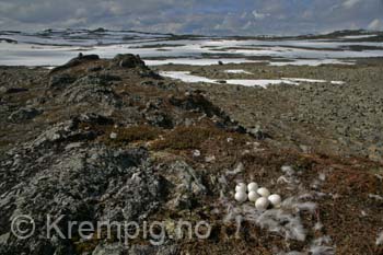 Snøuglereir. Finnmark 2007