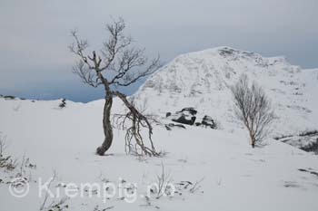 Olderbakkfjellet februar-06 m AK. Telemark og tryning! 023