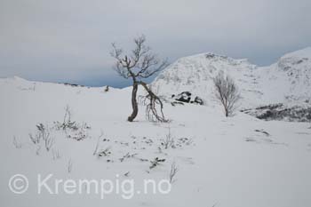 Olderbakkfjellet februar-06 m AK. Telemark og tryning! 024