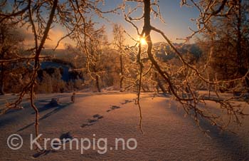 Vinter_Harespor_Talvik