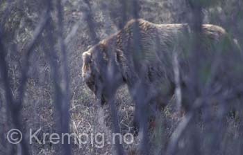 Bjørn beiter i vårskogen. Alaska