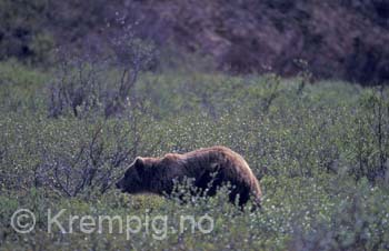 Bjørn i vierkratt. Alaska