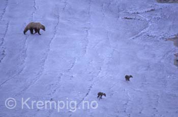 Bjørnebinne med to unger. Alaska