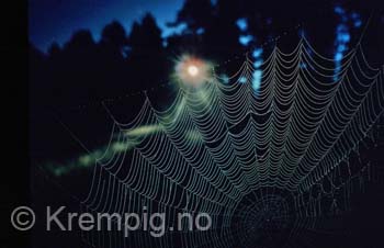 Spindelvev med dugg