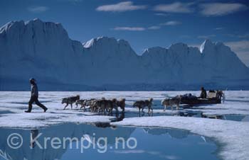 Hundekjøring på fjordis. tule grønland