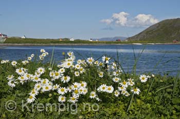 Blomsterprakt på Rolvsøy. Finnmark