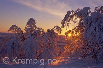 Lav vintersol - Finnmarksvidda
